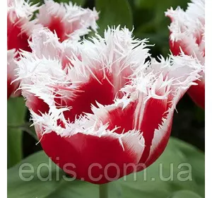 Тюльпан оторочений Canasta (Канаста), 3 цибулини Тюльпан оторочений Canasta (Канаста), 3 цибулини