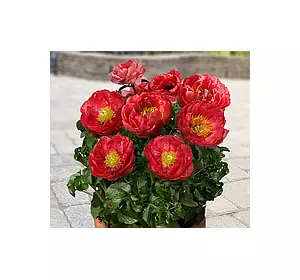 Півонія трав'яниста Moscow (Москва), кореневище в пакеті Півонія трав'яниста Moscow (Москва), кореневище в пакеті