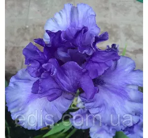 Ірис бородатий Tokatee Falls Ірис бородатий Tokatee Falls