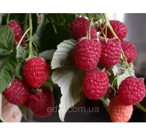 Малина ремонтантна Брусвяна Малина ремонтантна Брусвяна