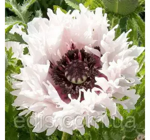 Мак багаторічний Miss Piggy Мак багаторічний Miss Piggy