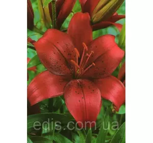 Лілія LA гібрид California (Каліфорнія) 1 цибулина 12/14 Лілія LA гібрид California (Каліфорнія) 1 цибулина 12/14