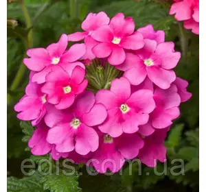 Вербена гібридна Рожева 0,1 г, насіння Яскрава Вербена гібридна Рожева 0,1 г, насіння Яскрава