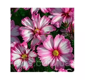 Космея Сенсація Пікоті 0,25 г, насіння Яскрава Космея Сенсація Пікоті 0,25 г, насіння Яскрава