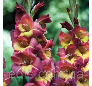 Гладіолус бамбіно Brescia (2 квітконоса) 3 шт./уп. Гладіолус бамбіно Brescia (2 квітконоса) 3 шт./уп.