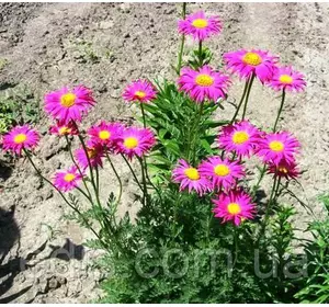 Піретрум гібридний (ромашка рожева) Brenda Піретрум гібридний (ромашка рожева) Brenda