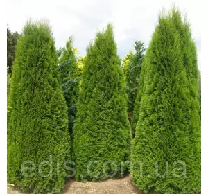 Туя Columna (Колумна) у контейнері Туя Columna (Колумна) у контейнері