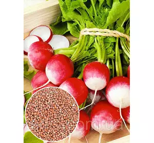 Редис КБК (Червоний з білим кінчиком) 100 г, вагове насіння Яскрава Редис КБК (Червоний з білим кінчиком) 100 г, вагове насіння Яскрава