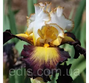 Ирис бородатый Super Hero (Супер Хироу) Ирис бородатый Super Hero (Супер Хироу)