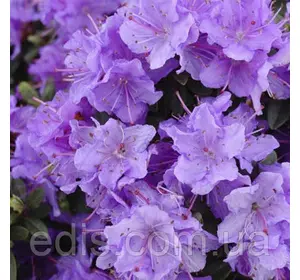 Рододендрон Ramapo Рододендрон Ramapo