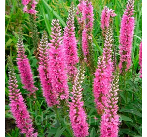 Вероніка довголиста Royal Pink (Ройял Пінк) Вероніка довголиста Royal Pink (Ройял Пінк)