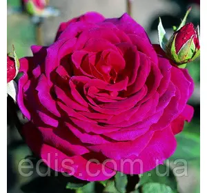 Троянда Юріанда (Yrianda) чайно-гібридна Троянда Юріанда (Yrianda) чайно-гібридна