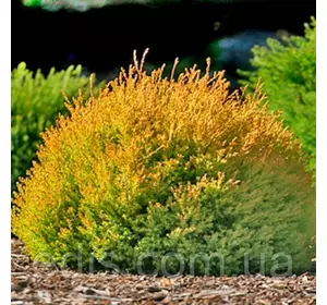 Туя Rheingold (Рейнголд) у контейнері 2 л Туя Rheingold (Рейнголд) у контейнері 2 л