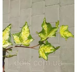 Хедера (плющ кімнатний) Колібрі Р9 Хедера (плющ кімнатний) Колібрі Р9