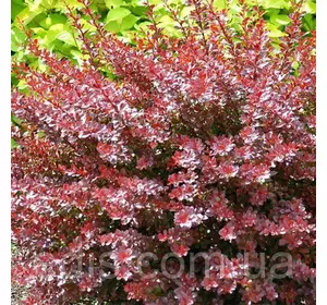 Барбарис Тунберга Carmen (Кармен) у контейнері Барбарис Тунберга Carmen (Кармен) у контейнері