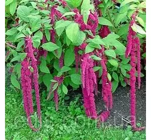 Амарант Хвостатий 0,5 г насіння Яскрава Амарант Хвостатий 0,5 г насіння Яскрава