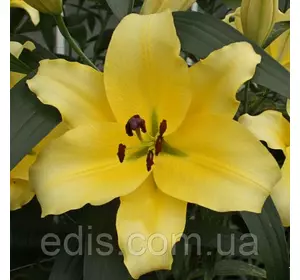 Лілія гігант Faconnable (Фэконнебл) 1 цибулина 14/16 Лілія гігант Faconnable (Фэконнебл) 1 цибулина 14/16