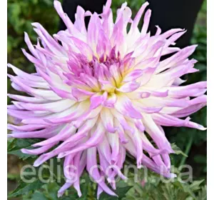 Жоржина Кактусова Mingus Randy Жоржина Кактусова Mingus Randy