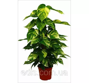 Сциндапсус золотистий (Эпіпрємнум) Кімнатна рослина, горщик Р8 Сциндапсус золотистий (Эпіпрємнум) Кімнатна рослина, горщик Р8