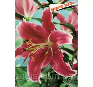 Лілія гігант Rosselini (Росселіні) цибулина 14/16 Лілія гігант Rosselini (Росселіні) цибулина 14/16