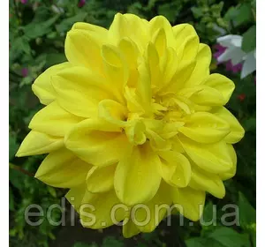 Жоржина декоративна Golden Emblem Жоржина декоративна Golden Emblem