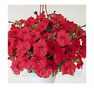 Петунія ампельна Лавина Червона F1 10 насінин-драже, серія PREMIUM ТМ Яскрава Петунія ампельна Лавина Червона F1 10 насінин-драже, серія PREMIUM ТМ Яскрава