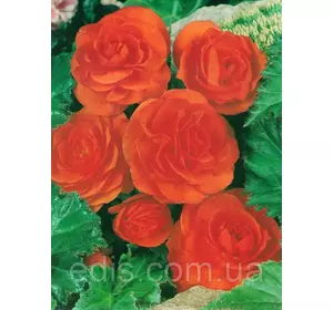 Бегонія бульбова махрова Помаранчева, 1 бульба Бегонія бульбова махрова Помаранчева, 1 бульба