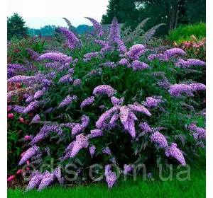 Буддлея Давида Nanho Blue у контейнері Буддлея Давида Nanho Blue у контейнері