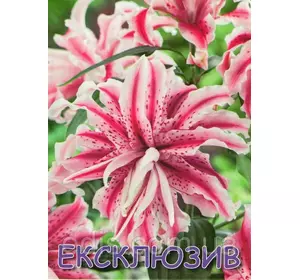 Лілія орієнтальна махрова Magic Star (Меджик Стар) 1 цибулина 12/14 Лілія орієнтальна махрова Magic Star (Меджик Стар) 1 цибулина 12/14