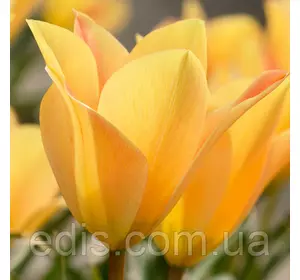 Тюльпан ботанічний Batalinii Bronze Charm (Баталини Бронз Чарм) 3 цибулинки Тюльпан ботанічний Batalinii Bronze Charm (Баталини Бронз Чарм) 3 цибулинки