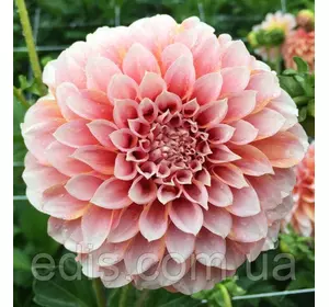 Жоржина високоросла Peaches and Cream Жоржина високоросла Peaches and Cream