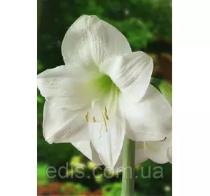 Гіппеаструм простий White / Уайт / 1 цибулина 24/26 Гіппеаструм простий White / Уайт / 1 цибулина 24/26