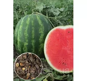 Кавун Талісман F2 100 г, насіння Яскрава Кавун Талісман F2 100 г, насіння Яскрава