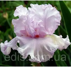Ірис високий бородатий Bliss Bomb (Бліс Бомб) Ірис високий бородатий Bliss Bomb (Бліс Бомб)