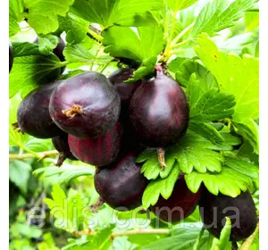 Агрус Фінік (пізній) Агрус Фінік (пізній)