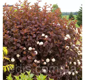 Пухироплідник калинолистий Andre (Андре) у контейнері P9 Пухироплідник калинолистий Andre (Андре) у контейнері P9