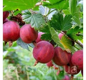 Агрус Карамелька Агрус Карамелька