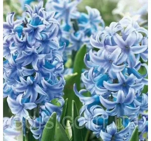 Гіацинт Blue Giant 1 цибулина (калібр 18/19 - дуже великий) Гіацинт Blue Giant 1 цибулина (калібр 18/19 - дуже великий)