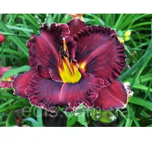 Лілейник Purplelicious (Пурпулейшз) в контейнері Лілейник Purplelicious (Пурпулейшз) в контейнері