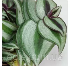 Традесканція зебрина Silver 10-15 див. 5/+ шт. 0,2 л. Традесканція зебрина Silver 10-15 див. 5/+ шт. 0,2 л.