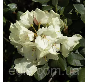 Рододендрон Volker Рододендрон Volker