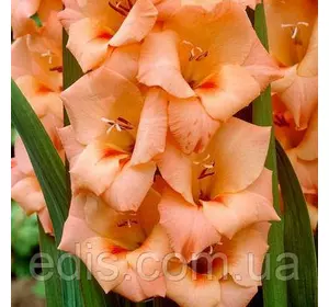 Гладіолус Peter Pears (Пітер Пірс) 10/12 3 цибулини Гладіолус Peter Pears (Пітер Пірс) 10/12 3 цибулини