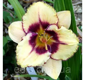 Лілейник Alaqua в контейнері Лілейник Alaqua в контейнері