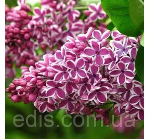 Бузок Сенсація Бузок Сенсація