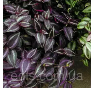 Традесканція зебрина Deep Purple (Темно-фіолетова) Р9 Традесканція зебрина Deep Purple (Темно-фіолетова) Р9