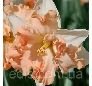 Нарцис розрізнокорончатий Walz 2 цибулини Нарцис розрізнокорончатий Walz 2 цибулини