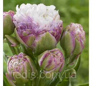 Тюльпан махровий мультіфлора Peggy Wonder (Пеггі Уандер) 1 цибулинки Тюльпан махровий мультіфлора Peggy Wonder (Пеггі Уандер) 1 цибулинки