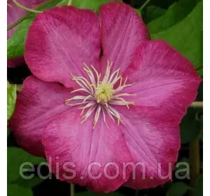 Клематис Ville de Lyon (Віль де Ліон) Клематис Ville de Lyon (Віль де Ліон)