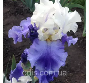 Ірис бородатий високий Sierra Grande (С'єрра Гранде) Ірис бородатий високий Sierra Grande (С'єрра Гранде)