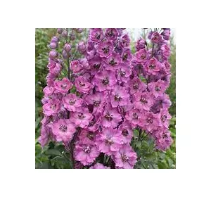 Дельфініум багаторічний Astolat (Астолат) 0,1 г, насіння Яскрава Дельфініум багаторічний Astolat (Астолат) 0,1 г, насіння Яскрава